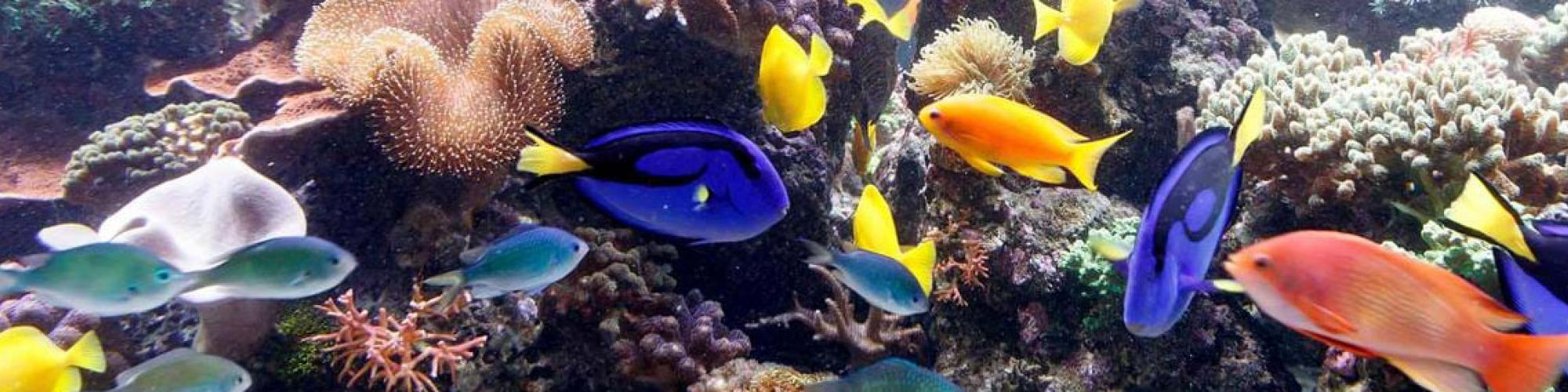 SEA LIFE Deutschland GmbH